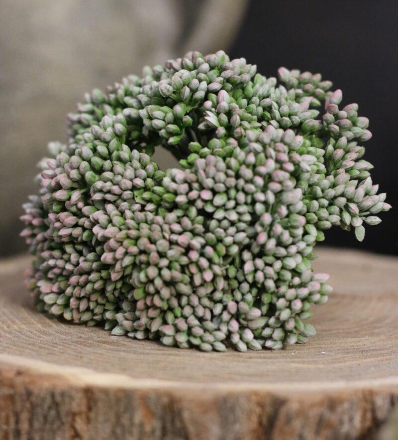 Sedum