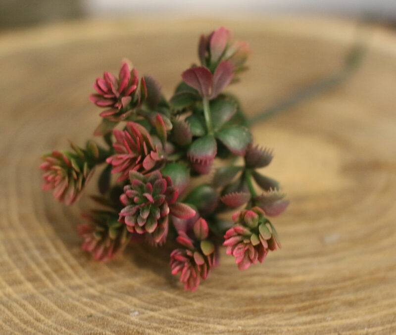 Mini kövirózsa száras - több féle - Image 7