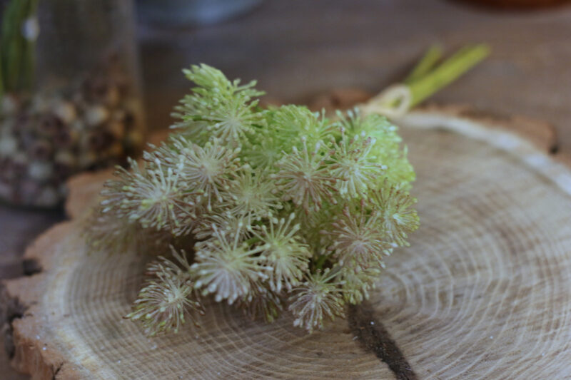 Thalictrum