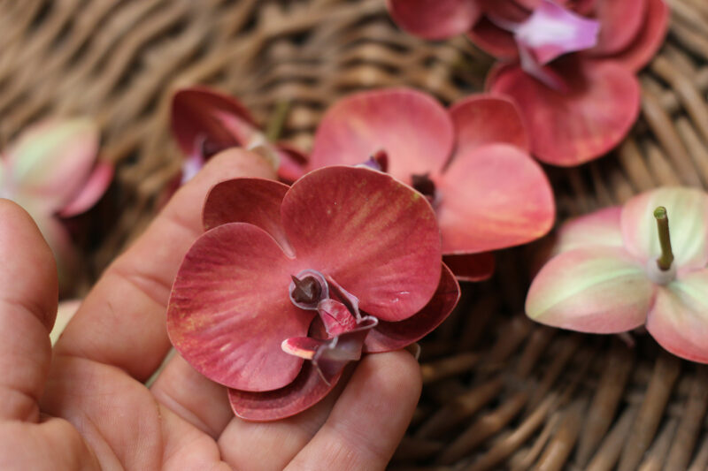 Orchidea phalaenopsis - több színben