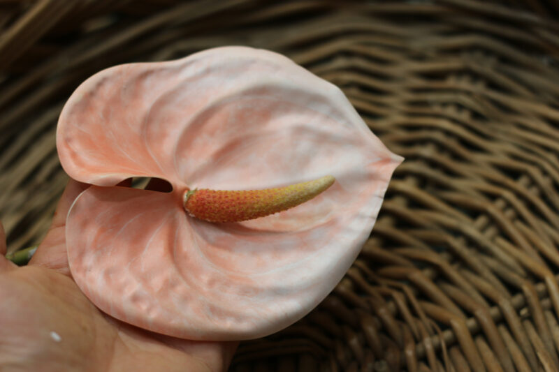 Anthurium