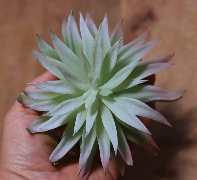 Agave hamvas