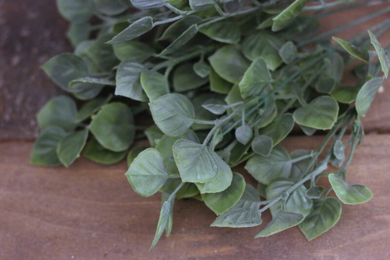 Pepperomia csokor - Image 2
